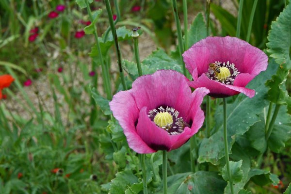 blumen - (c) r plock.jpg